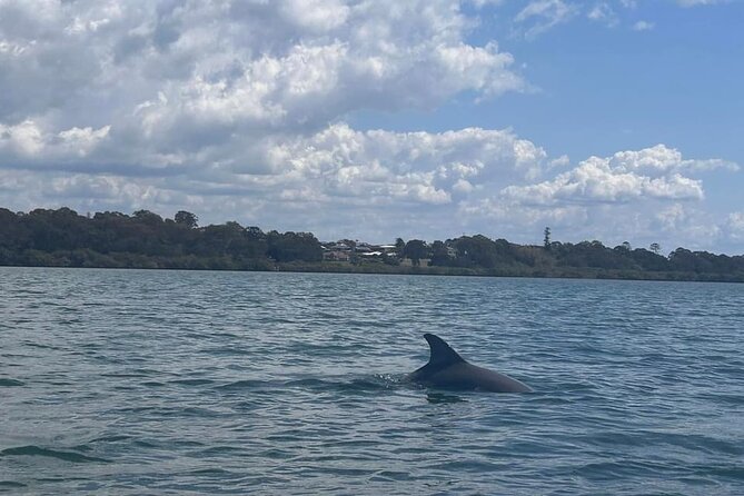 Raby Bay Wildlife Kayak Tour - A beginner pace, with room for a private outing