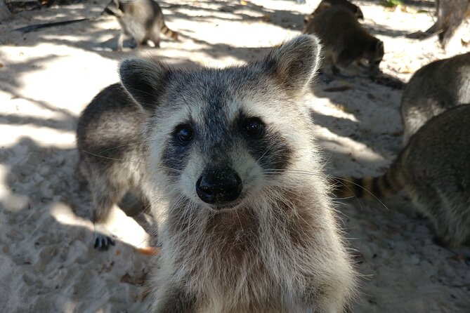 Raccoon Island Exploration on SUP/Kayak - The paddle back and return boat ride
