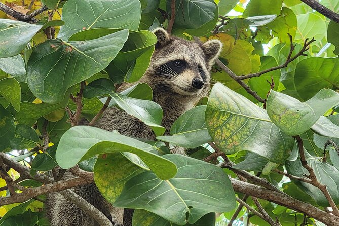 Raccoon Island Exploration on SUP/Kayak - Practical packing advice for a better day