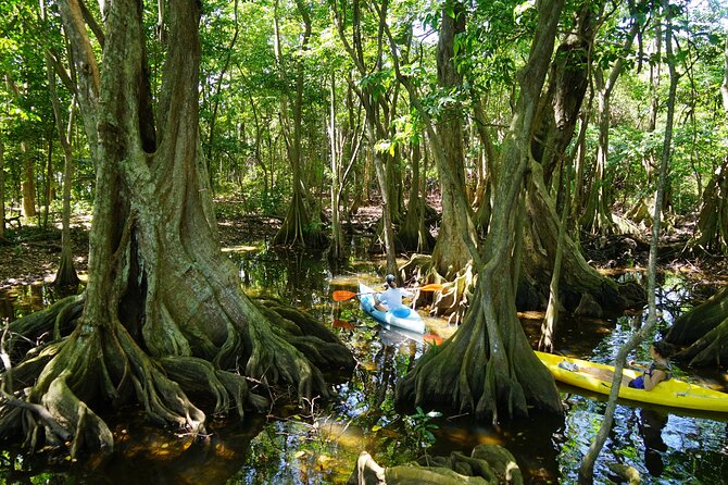 Rental Kayaking or Stand-up Paddle 2H - Mangrove, wetland, and swamp forest along the route