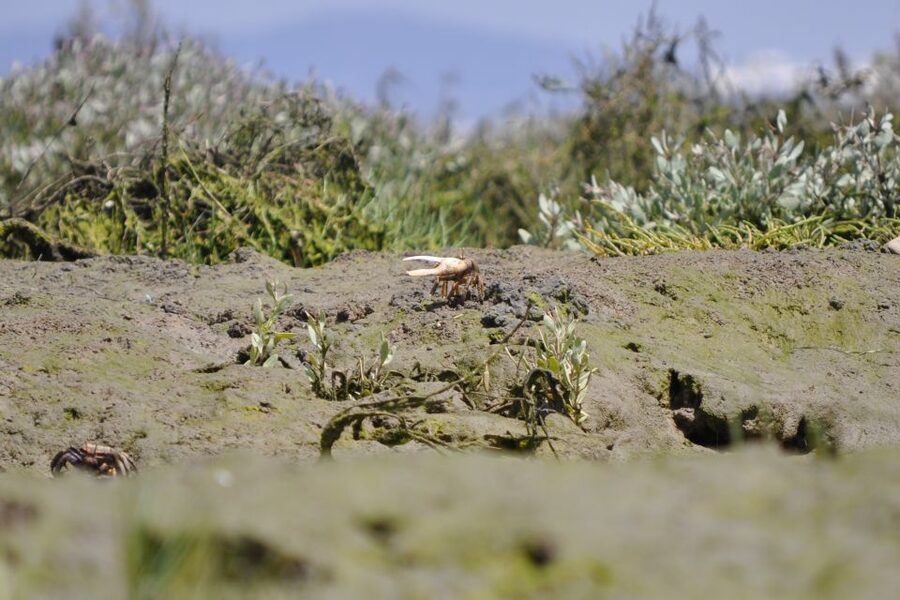 Ria Formosa National Park: Kayak Trip - Starting at Faro’s Nautical Club