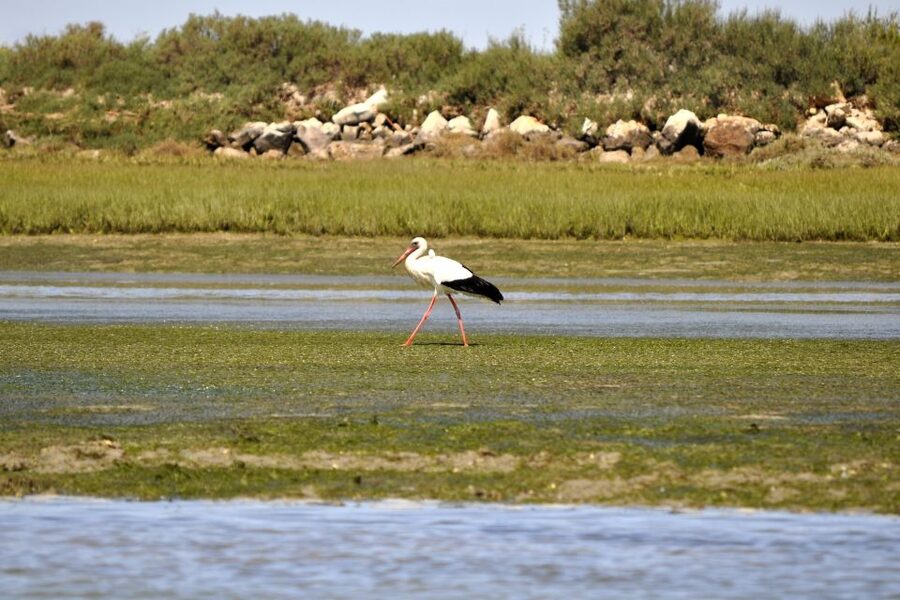 Ria Formosa National Park: Kayak Trip - Seeing clam farmers at work