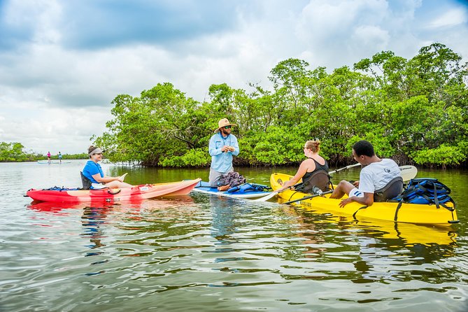 Rookery Bay Kayak Adventure – Mangroves, Wildlife & Photos - Starting at Capri Paddlecraft Park near Rookery Bay