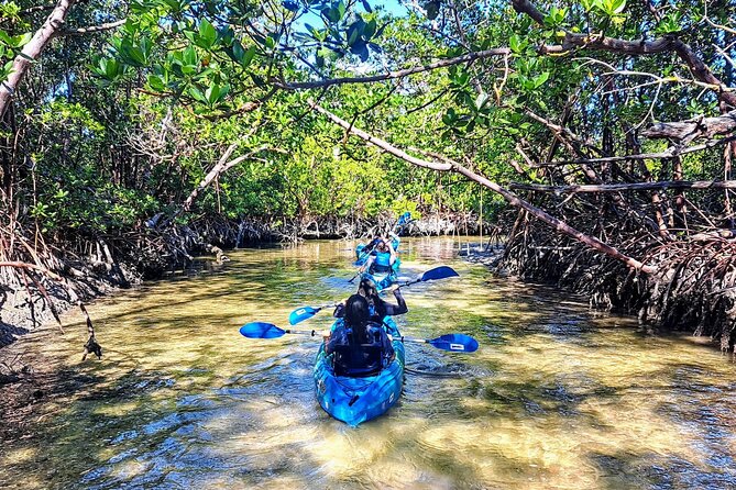 Rookery Bay Kayak Adventure – Mangroves, Wildlife & Photos - Wildlife sightings: exciting, but never promised