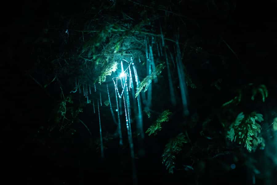 Rotorua: Glow Worm Kayak Tour - Who should book this Rotorua tour