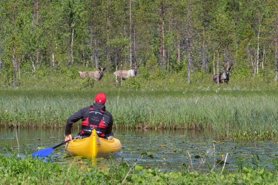 Rovaniemi: Authentic Reindeer Farm & Canoeing - Meeting Lapland’s reindeer outside Rovaniemi
