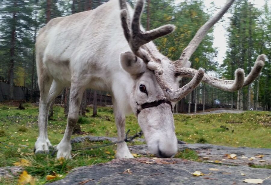 Rovaniemi: Authentic Reindeer Farm & Canoeing - Learning to canoe before heading onto the lake