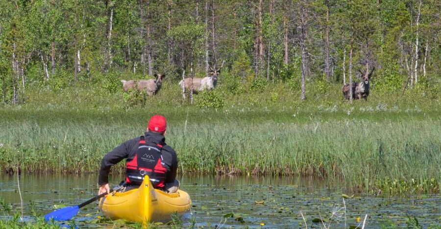 Rovaniemi: Authentic Reindeer Farm & Canoeing - The campfire lesson about reindeer husbandry