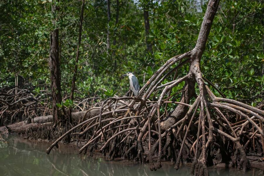 Sabana de la Mar: Los Haitises Guided Hike and Kayaking - Practical packing for a wet day