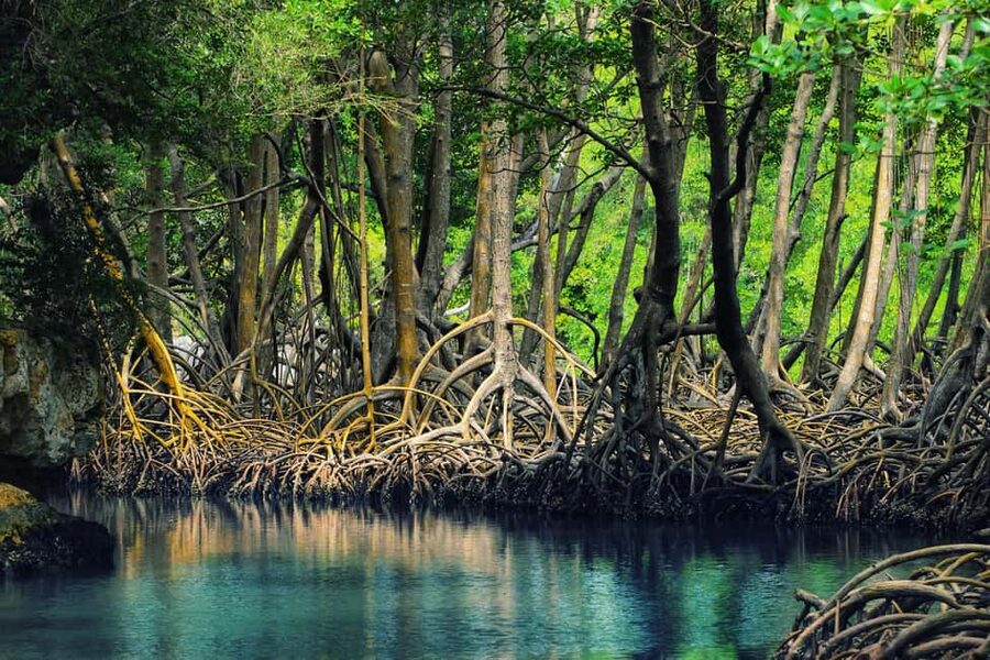 Sabana de la Mar: Los Haitises Guided Hike and Kayaking - San Lorenzo Bay and the limestone hills