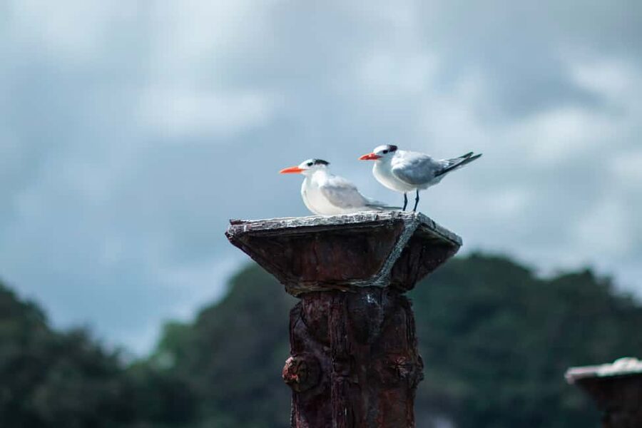 Sabana de la Mar: Los Haitises Guided Hike and Kayaking - Getting to the starting point