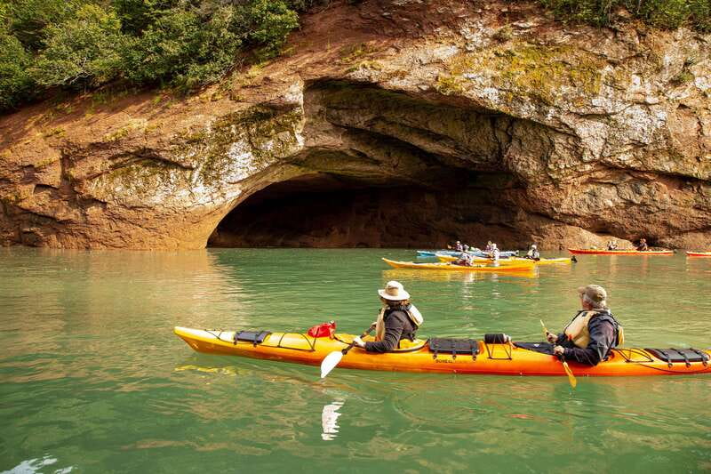 Saint John: Guided Kayaking Tour of St. Martins Sea Caves - Wildlife along the Fundy coast