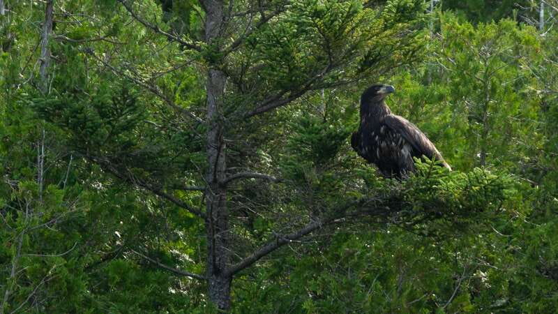 Saint John River: River Relics Kayak Tour - Why the Saint John River feels like a natural museum
