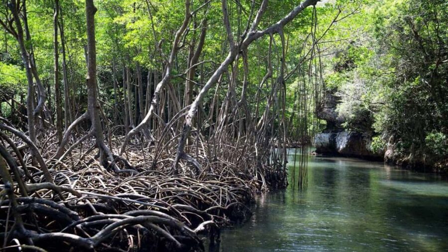 Samana: Los Haitises Kayaks & Caño Hondo Pools Tour w/ Lunch - What to expect at Caño Hondo Pools