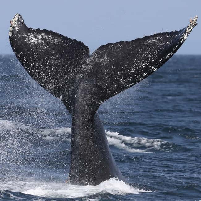 Samaná: Whale, Cayo Levantado, & Kayak in Samaná Bay Tour - Why this Samaná Bay tour is appealing