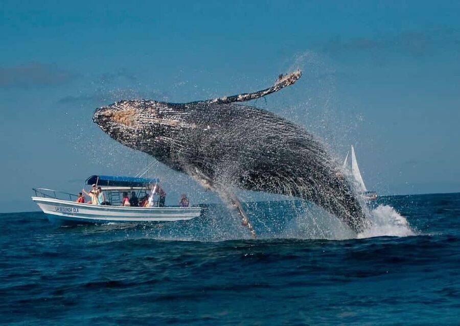 Samaná: Whale, Cayo Levantado, & Kayak in Samaná Bay Tour - Guides, language, and organization