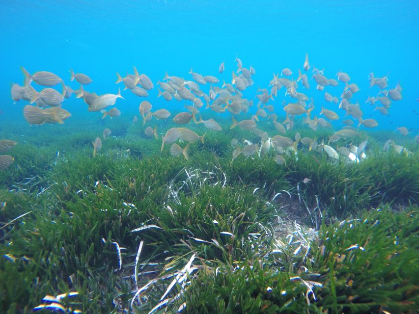 San José: Cabo de Gata Natural Park Kayak and Snorkel Tour - How difficult is the kayaking?