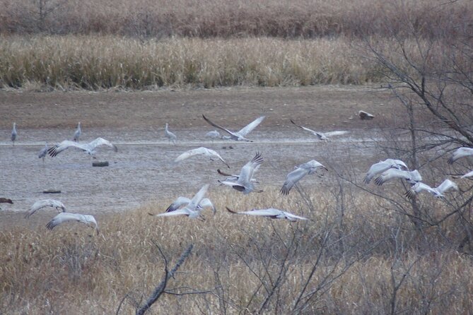 Sandhill Crane Kayak Tour with Chattanooga Guided Adventures - Why these cranes make a winter paddle special