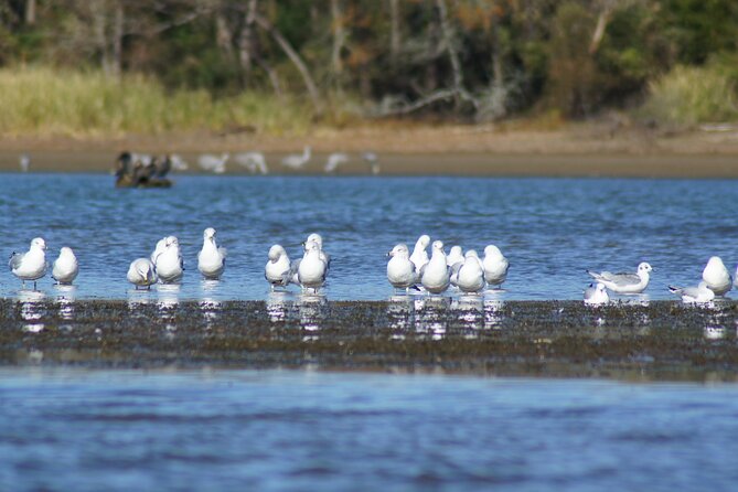 Sandhill Crane Kayak Tour with Chattanooga Guided Adventures - What the three-hour kayak trip feels like