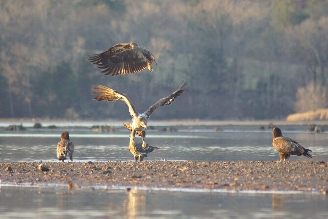 Sandhill Crane Kayak Tour with Chattanooga Guided Adventures - Gear, weather, and comfort on the water