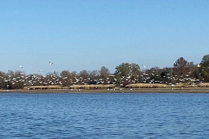Sandhill Crane Kayak Tour with Chattanooga Guided Adventures - The real value of a small wildlife tour