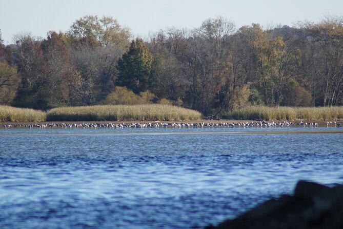 Sandhill Crane Kayak Tour with Chattanooga Guided Adventures - Who will enjoy this most