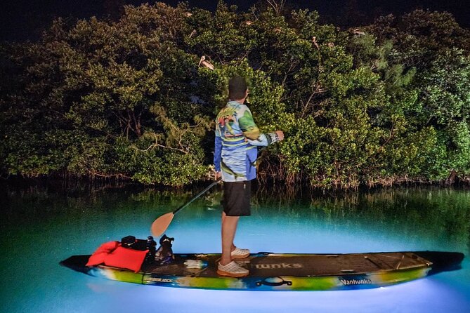 Sarasota - Clear Kayak LED Night Glass Bottom Tour - The guides shape the evening
