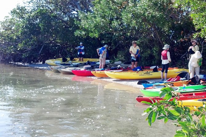 Sarasota Guided Mangrove Tunnel Kayak Tour - Wildlife sightings, with realistic expectations