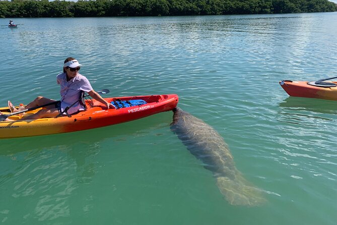 Sarasota Mangrove Tunnel Guided Kayak Adventure - Who Will Enjoy This Most?