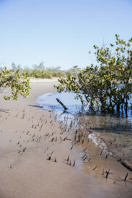 Sea Kayak Tour - Mangrove Safari - Entering El Mogote’s mangrove channels