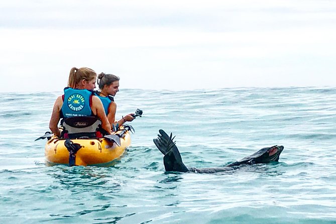 Seal Kayaking Adventure in Kaikoura - Key things to know before you book