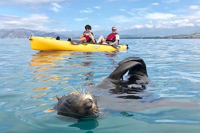 Seal Kayaking Adventure in Kaikoura - Meeting the guide at 18 Beach Road
