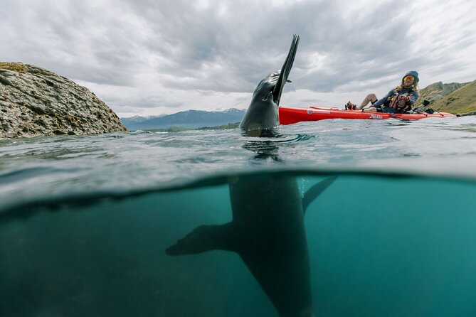 Seal Kayaking Adventure in Kaikoura - Dolphins, birds, and the occasional penguin