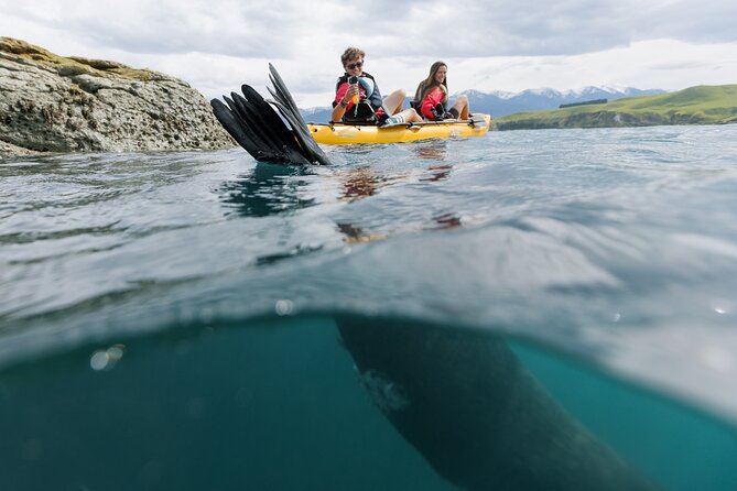 Seal Kayaking Adventure in Kaikoura - Fitness, children, and practical limits