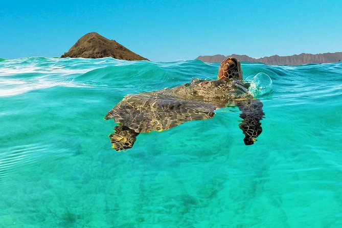 Self-Guided Kayaking Discovery in Kailua, Oahu - Stop three: snorkeling in Kailua’s clear water