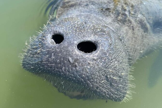 Self-Guided Kayaking Manatee and Dolphin Tour - Manatees, dolphins, and the value of patience