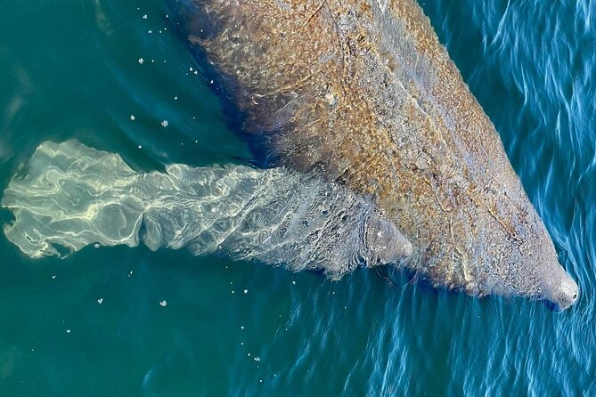 Self-Guided Kayaking Manatee and Dolphin Tour - Equipment, comfort, and what to pack