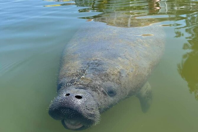 Self-Guided Kayaking Manatee and Dolphin Tour - The $55 price and what you receive