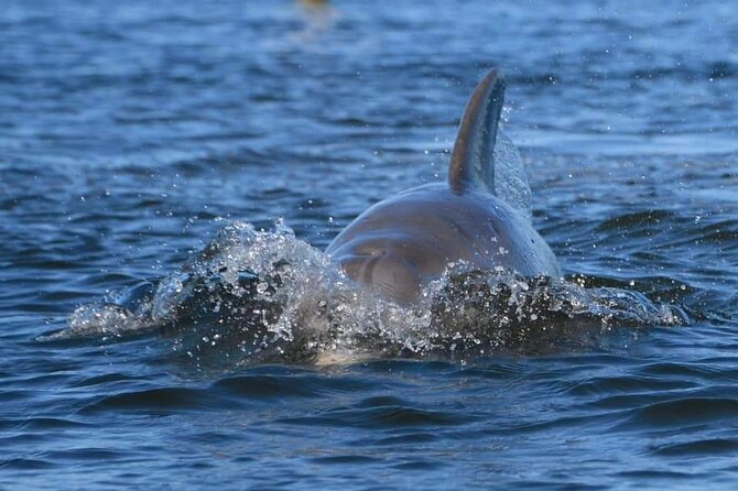 Self-Guided Kayaking Manatee and Dolphin Tour - Weather, refunds, and one important caution