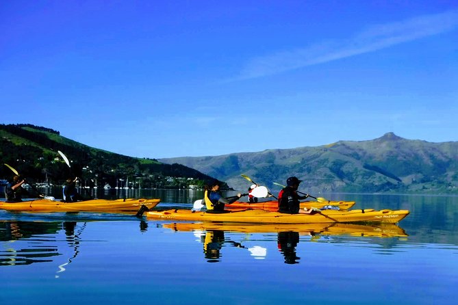 Shore Excursion Guided Sea Kayaking through Akaroa Marine Reserve - Key points at a glance