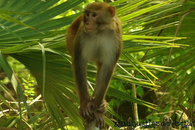 Silver Springs Clear Kayak Manatee, Monkey & Wildlife Adventures - Key points to know before you go