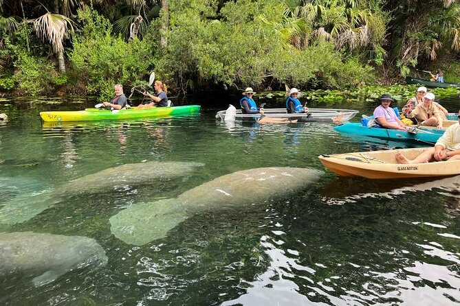 Silver Springs Clear Kayak Manatee, Monkey & Wildlife Adventures - Clear kayaks, paddleboards, and weight limits