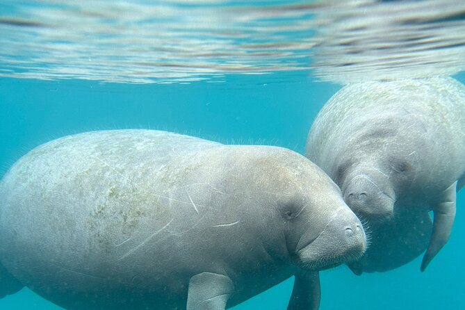 Silver Springs Clear Kayak Manatee, Monkey & Wildlife Adventures - Booking and weather details that matter