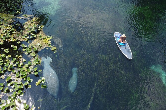 Silver Springs: Clear Kayak Wildlife Adventure - Is the small-group format worth the cost?