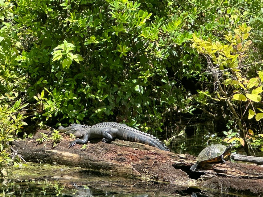 Silver Springs: Guided Clear Kayak or Paddleboard Gator Tour - Small details that improve the day