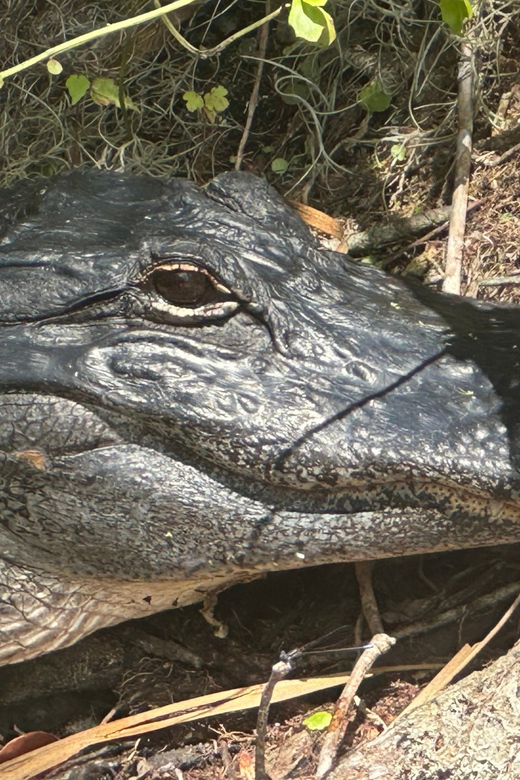 Silver Springs: Guided Clear Kayak or Paddleboard Gator Tour - Silver Springs as a movie set