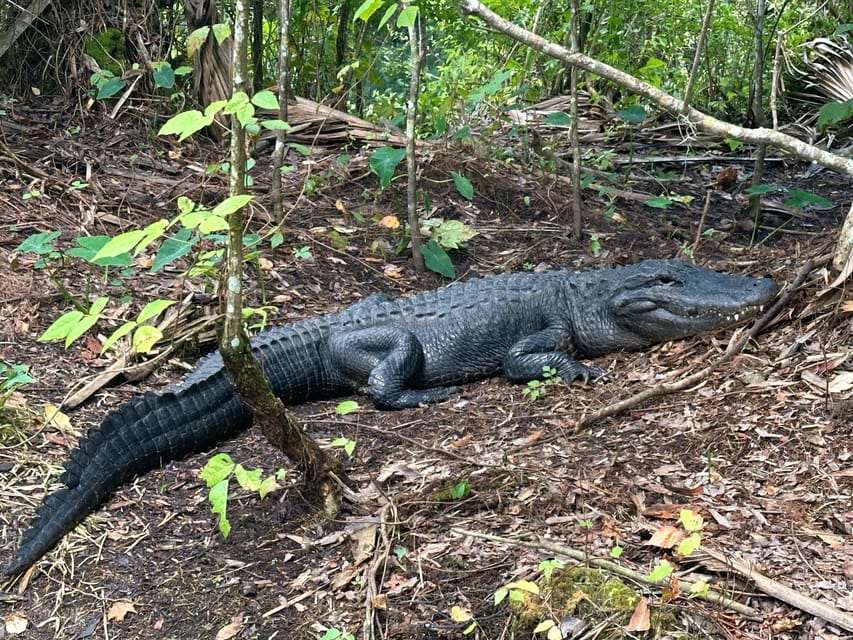 Silver Springs: Guided Clear Kayak or Paddleboard Gator Tour - Is $80 a fair price?