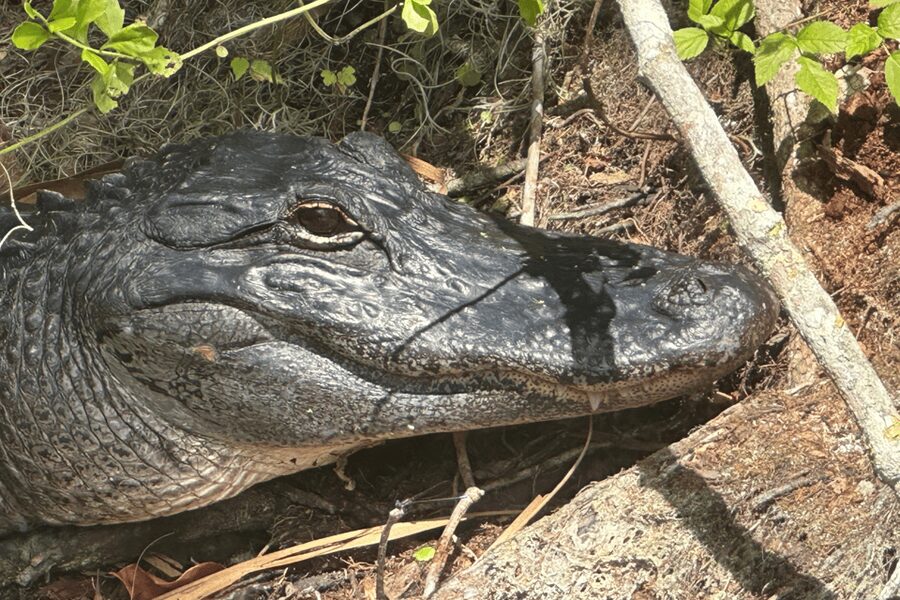 Silver Springs: Guided Clear Kayak or Paddleboard Gator Tour - Who will enjoy this most?