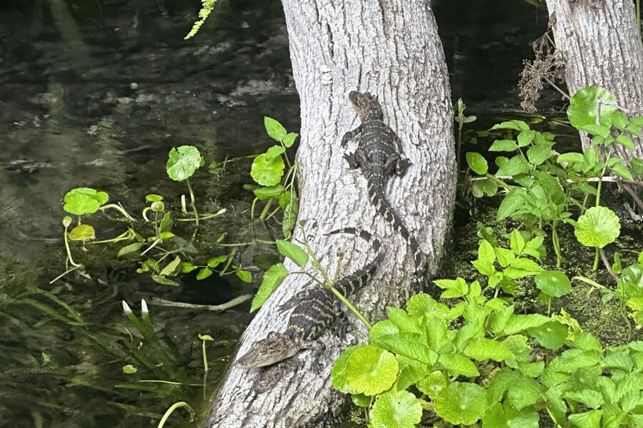 Silver Springs: Guided Clear Kayak or Paddleboard Gator Tour - A gentle paddle for first-timers