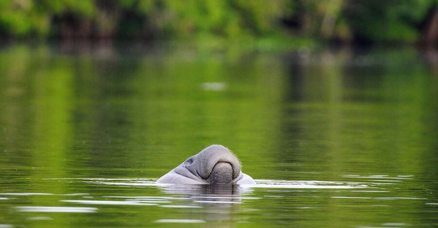 Silver Springs Manatee Kayaking Tour - Clear water, wildlife, and the chance of manatees